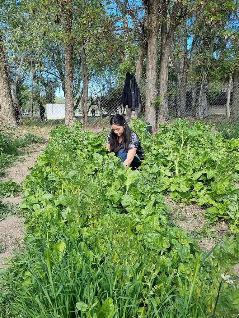 EL COMEDOR UNIVERSITARIO RECIBE LOS ALIMENTOS DE LA HUERTA